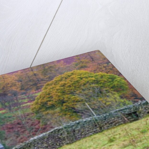 Horse in a field by Assaf Frank